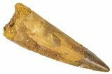 Fossil Spinosaurus Tooth - Real Dinosaur Tooth #346293-1